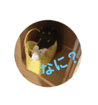 TAMA x KIKI ②（個別スタンプ：2）