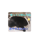 TAMA x KIKI ②（個別スタンプ：3）
