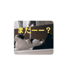TAMA x KIKI ②（個別スタンプ：14）