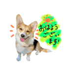 しっぽつきコーギーのイリー（個別スタンプ：1）