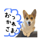 しっぽつきコーギーのイリー（個別スタンプ：4）