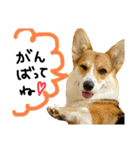 しっぽつきコーギーのイリー（個別スタンプ：5）