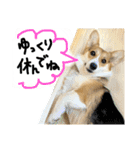 しっぽつきコーギーのイリー（個別スタンプ：6）