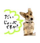 しっぽつきコーギーのイリー（個別スタンプ：7）