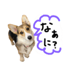 しっぽつきコーギーのイリー（個別スタンプ：8）