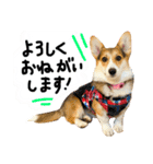 しっぽつきコーギーのイリー（個別スタンプ：9）