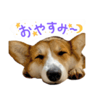 しっぽつきコーギーのイリー（個別スタンプ：10）