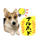しっぽつきコーギーのイリー（個別スタンプ：13）