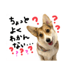 しっぽつきコーギーのイリー（個別スタンプ：14）