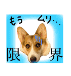 しっぽつきコーギーのイリー（個別スタンプ：15）