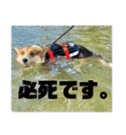 しっぽつきコーギーのイリー（個別スタンプ：16）