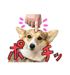 しっぽつきコーギーのイリー（個別スタンプ：20）