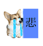 しっぽつきコーギーのイリー（個別スタンプ：21）
