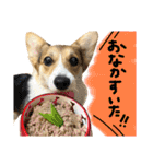 しっぽつきコーギーのイリー（個別スタンプ：23）