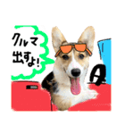 しっぽつきコーギーのイリー（個別スタンプ：24）