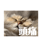 ラムネ、ラスクのスタンプ2（個別スタンプ：16）