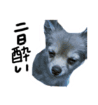 酒呑み犬の気持ち（個別スタンプ：5）