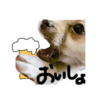 酒呑み犬の気持ち（個別スタンプ：6）