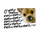 酒呑み犬の気持ち（個別スタンプ：8）