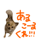 酒呑み犬の気持ち（個別スタンプ：10）