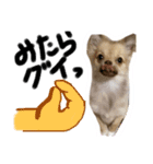 酒呑み犬の気持ち（個別スタンプ：11）