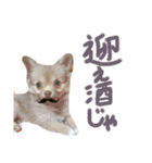 酒呑み犬の気持ち（個別スタンプ：12）