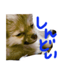 酒呑み犬の気持ち（個別スタンプ：13）