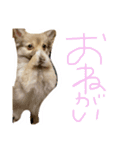 酒呑み犬の気持ち（個別スタンプ：15）