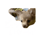 酒呑み犬の気持ち（個別スタンプ：16）
