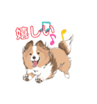 シェルティ『王子』いぬShetlandseepdog（個別スタンプ：16）