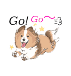 シェルティ『王子』いぬShetlandseepdog（個別スタンプ：20）