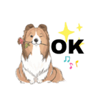 シェルティ『王子』いぬShetlandseepdog（個別スタンプ：21）