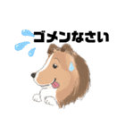 シェルティ『王子』いぬShetlandseepdog（個別スタンプ：22）