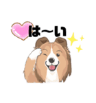 シェルティ『王子』いぬShetlandseepdog（個別スタンプ：25）