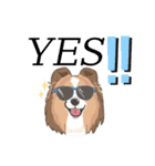 シェルティ『王子』いぬShetlandseepdog（個別スタンプ：26）