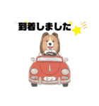 シェルティ『王子』いぬShetlandseepdog（個別スタンプ：28）