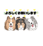 シェルティ『王子』いぬShetlandseepdog（個別スタンプ：31）