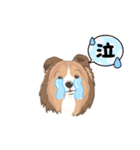 シェルティ『王子』いぬShetlandseepdog（個別スタンプ：34）