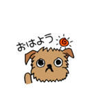 ブリュッセルグリフォンちゃん①（個別スタンプ：1）