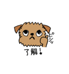 ブリュッセルグリフォンちゃん①（個別スタンプ：12）