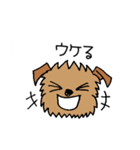 ブリュッセルグリフォンちゃん①（個別スタンプ：13）