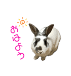 うさたん…ぷらりね（個別スタンプ：1）