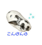 うさたん…ぷらりね（個別スタンプ：3）