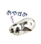うさたん…ぷらりね（個別スタンプ：4）