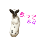 うさたん…ぷらりね（個別スタンプ：8）