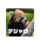 レッサーパンダず 2（個別スタンプ：2）