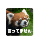 レッサーパンダず 2（個別スタンプ：3）