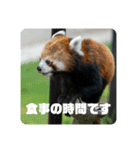 レッサーパンダず 2（個別スタンプ：4）