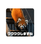 レッサーパンダず 2（個別スタンプ：5）