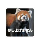 レッサーパンダず 2（個別スタンプ：6）